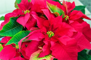 Poinsettias gayri resmi resmi Noel çiçek vardır.