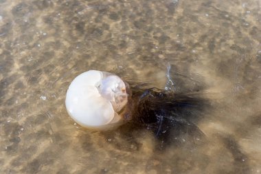 Denizanası okyanus plaj.