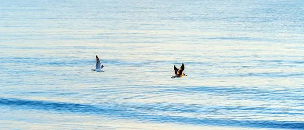 Early Morning Beach Seagulls Sea — Stock Photo, Image