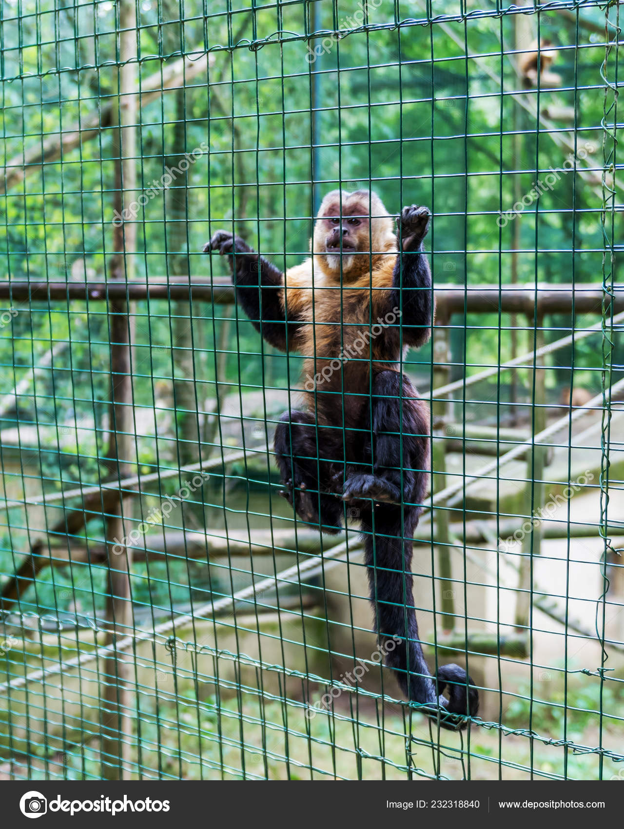Monkey Cage Zoo — Stock Photo © kamira777 232318840