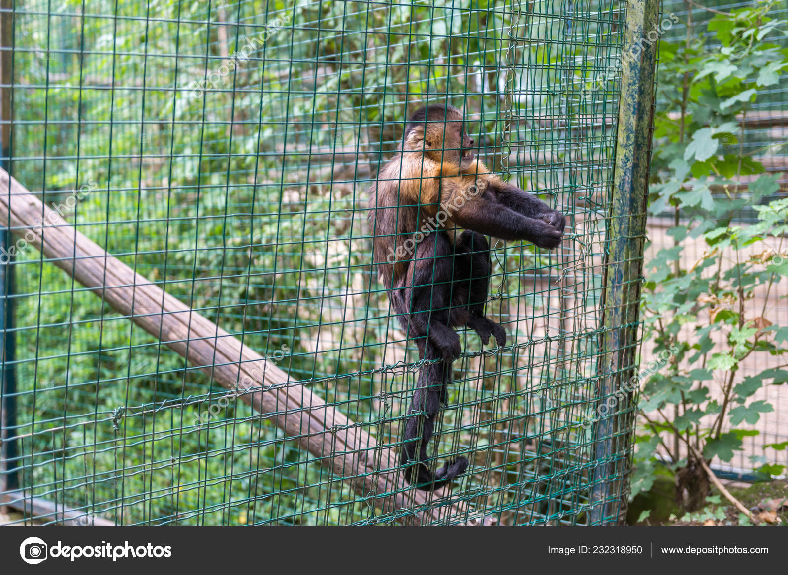 Monkey Cage Zoo — Stock Photo © kamira777 232318950