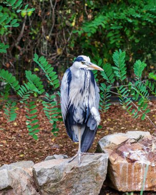 Büyük mavi balıkçıl standları.