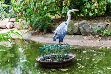 Büyük mavi balıkçıl standları.