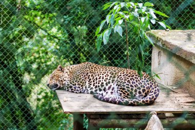 Hayvanat bahçesinde bir kafeste leopar yatıyor.