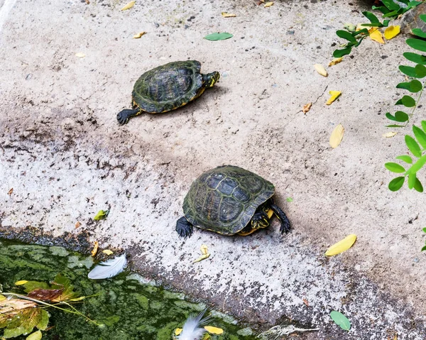 Черепахи Лежат Земле — стоковое фото