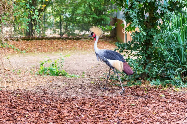 Oriental Çifti Vinçler Taç — Stok fotoğraf