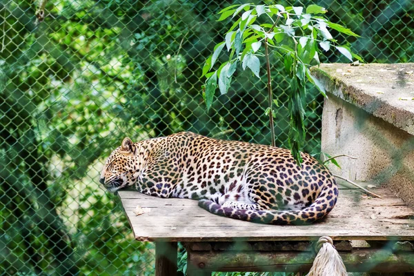 Леопард Лежит Клетке Зоопарке — стоковое фото