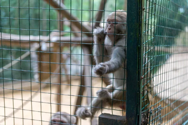 Aap Een Kooi Dierentuin — Stockfoto