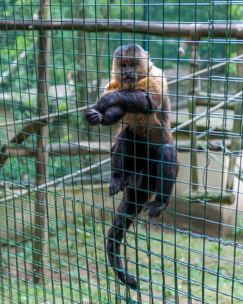 Singe Dans Une Cage Zoo — Photo