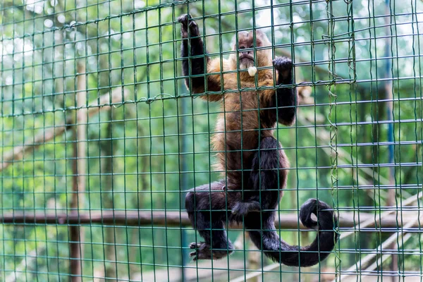 Singe Dans Une Cage Zoo — Photo