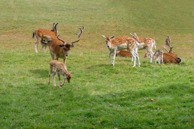Alageyik aile sıyrık çayırda