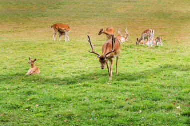Alageyik aile sıyrık çayırda
