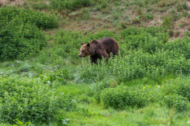 Kahverengi ayı çimenlerin üzerinde yürüyüş.