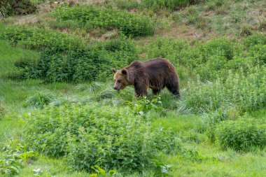 Kahverengi ayı çimenlerin üzerinde yürüyüş.