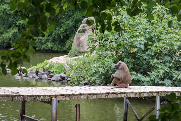 원숭이 원숭이 — 스톡 사진