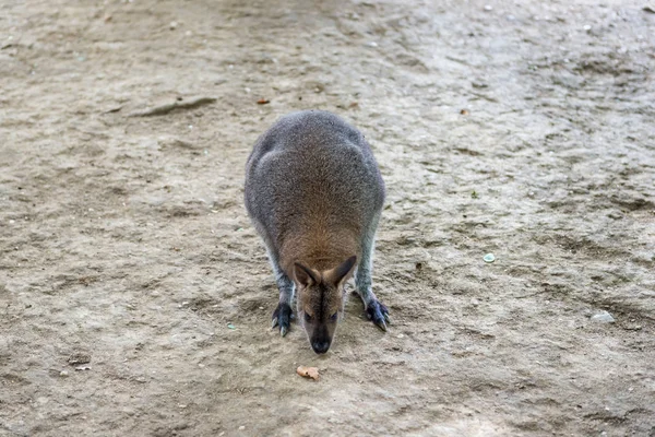 Canguro Mamífero Marsupial Australiano Con Patas Traseras Largas —  Fotos de Stock