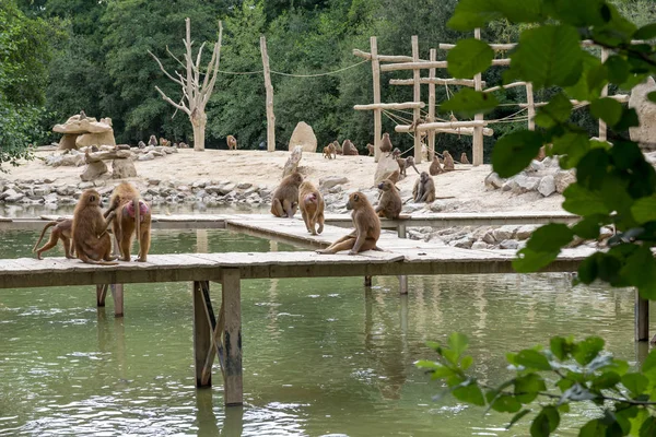 Big Family Monkeys Pavions — Stock Photo, Image