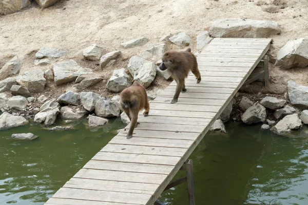 Big Family Monkeys Pavions — Stock Photo, Image