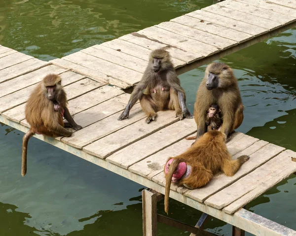 Gran Familia Monos Paviones —  Fotos de Stock