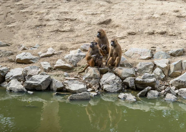 Big Family Monkeys Pavions — Stock Photo, Image