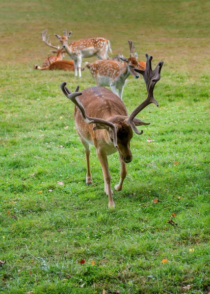 Fallow Deer Family Graze Meadow — Stock Photo, Image