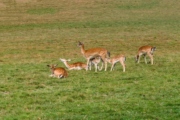 Fallow Deer Family Graze Meadow — Stock Photo, Image