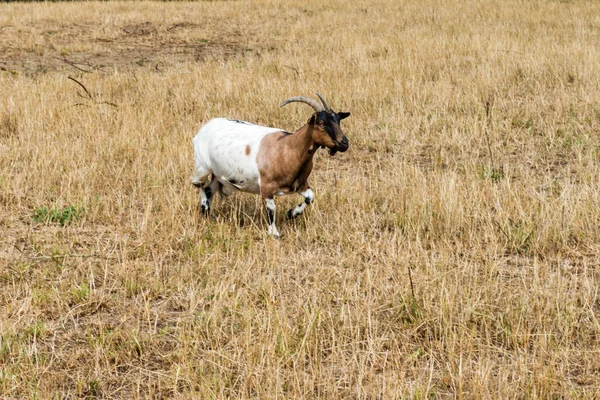 Domestic Goats Pasture — Stock Photo, Image