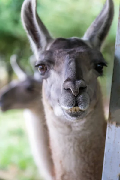 ラマはラクダ科動物の家族からの南アメリカの哺乳動物です — ストック写真