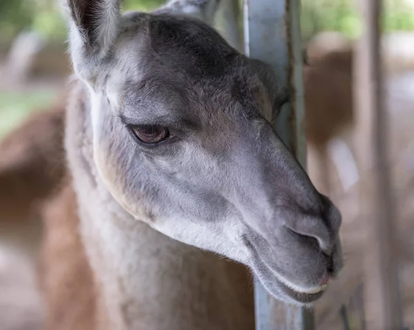 Lama Eteläamerikkalainen Nisäkäs Kameliperheestä — kuvapankkivalokuva