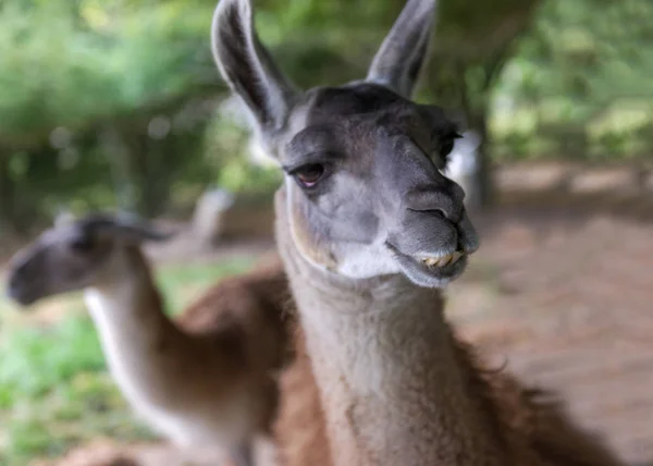 Lama South American Mammal Family Camelids — Stock Photo, Image