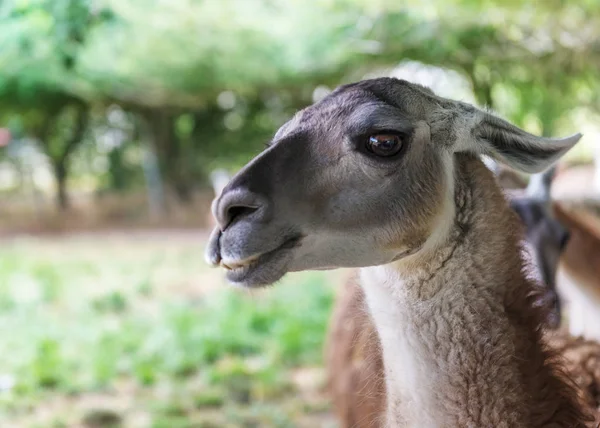 Lama Ist Ein Südamerikanisches Säugetier Aus Der Familie Der Kameliden — Stockfoto