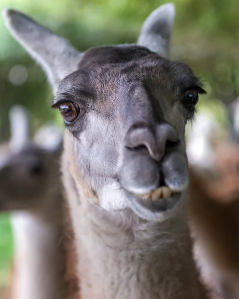 Lama South American Mammal Family Camelids — Stock Photo, Image