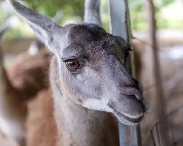 Lama Sydamerikansk Däggdjur Från Familjen Kameldjur — Stockfoto