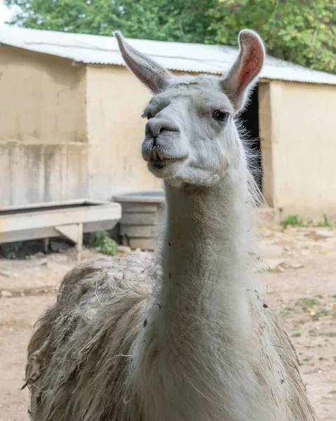 Lama Sydamerikansk Däggdjur Från Familjen Kameldjur — Stockfoto
