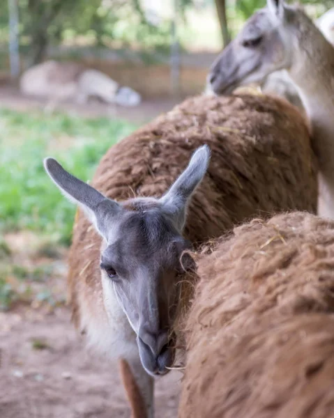 Lama South American Mammal Family Camelids — Stock Photo, Image