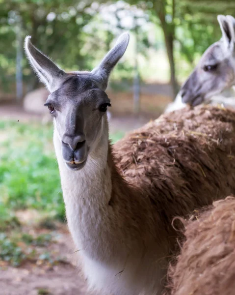 Lama Een Zuid Amerikaanse Zoogdier Uit Familie Van Kameelachtigen — Stockfoto