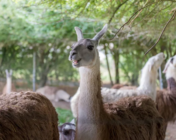 Lama South American Mammal Family Camelids — Stock Photo, Image