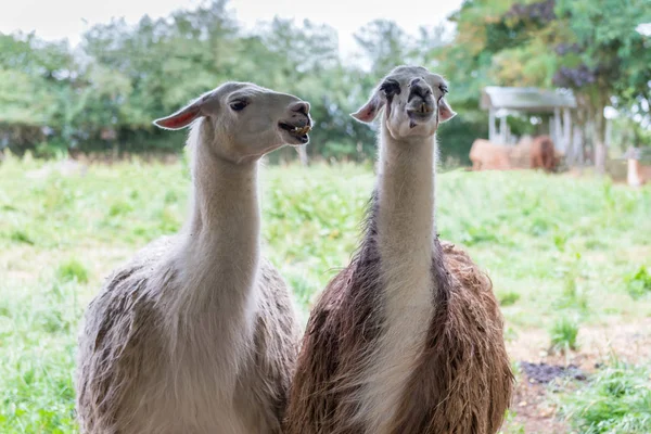 Lama South American Mammal Family Camelids — Stock Photo, Image