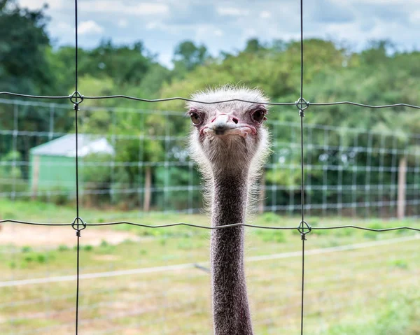 Struisvogel Ziet Grote Ogen — Stockfoto