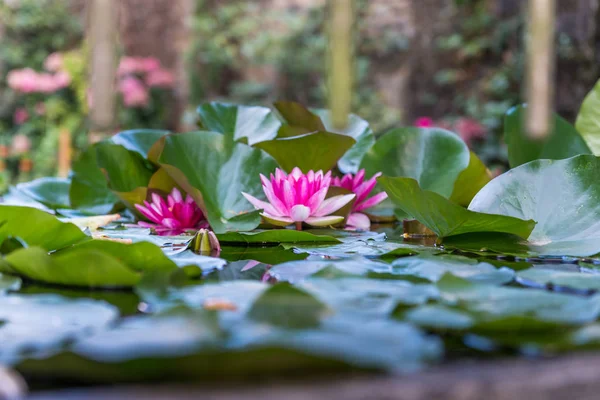 Lirio Agua Crece Estanque — Foto de Stock