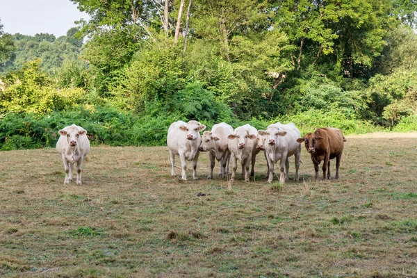 White Cows Graze Pasture — Stock Photo, Image