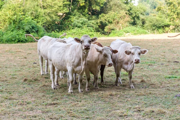 Białe Krowy Pasą Się Pastwisku — Zdjęcie stockowe