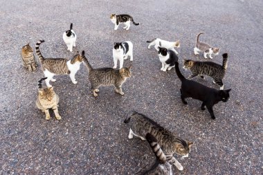 Evsiz kedi yiyecek için bekliyor.