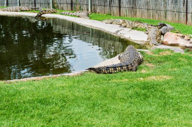 Timsahlar Timsah Çiftliği Güney Afrika üzerinde