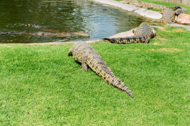 Timsahlar Timsah Çiftliği Güney Afrika üzerinde
