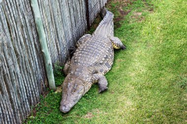 Timsahlar Timsah Çiftliği Güney Afrika üzerinde