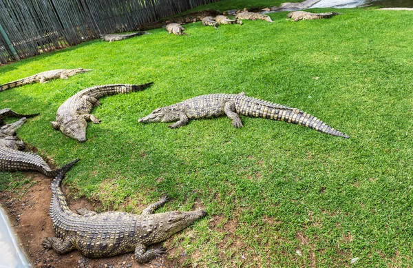 Krokodile Auf Einer Krokodilfarm Südafrika — Stockfoto