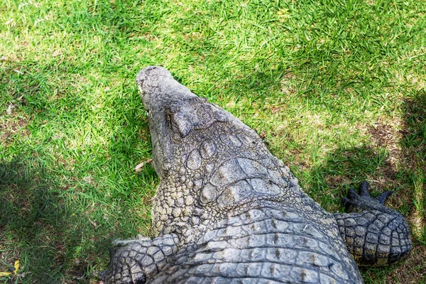 Dél Afrikában Krokodil Farm Krokodilok — Stock Fotó