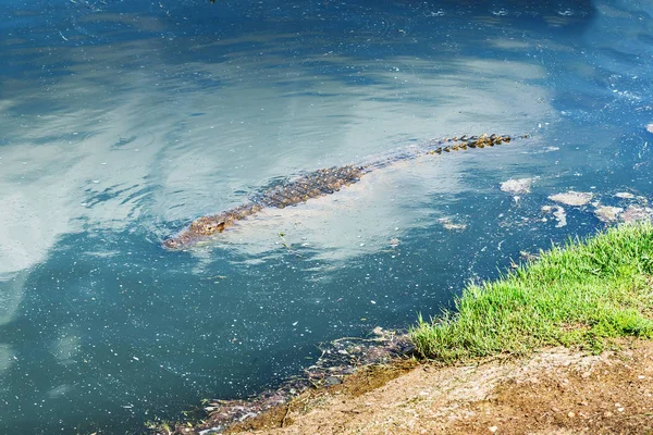 Crocodiles Sur Une Ferme Crocodiles Afrique Sud — Photo