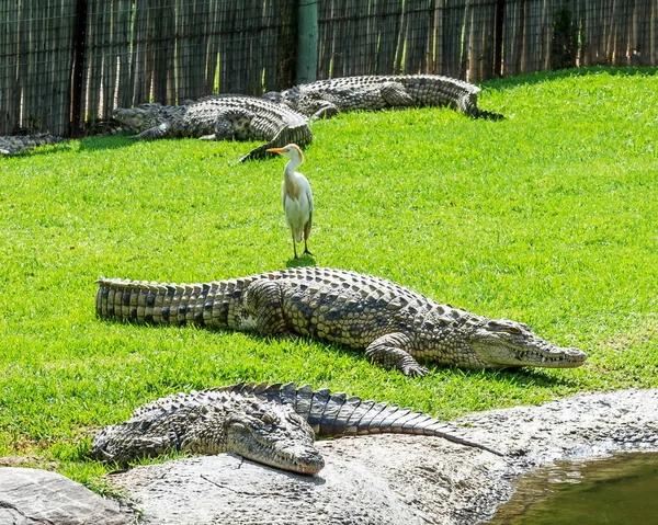 Crocodilos Uma Fazenda Crocodilos África Sul — Fotografia de Stock